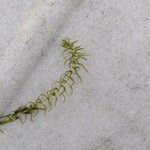 Elodea nuttallii Hoja