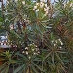 Echium decaisnei Habit