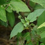 Priva lappulacea 叶