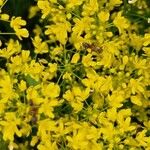 Isatis tinctoria Fleur