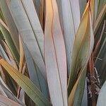 Phormium tenax Лист