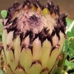 Protea neriifolia Habit