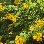 Senna pendula Ліст