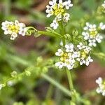 Calepina irregularis Flower