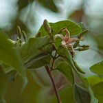 Wrightia pubescens Fula
