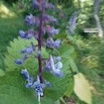 Plectranthus fruticosus Blüte