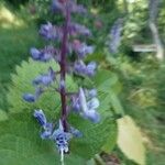 Plectranthus fruticosus 花