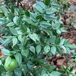 Ruscus hyrcanus Leaf