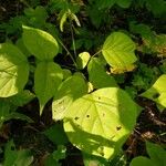 Hylodesmum glutinosum Leaf