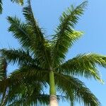 Roystonea regia Hábito