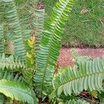 Nephrolepis biserrata Blatt