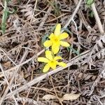 Narcissus rupicola Blomma