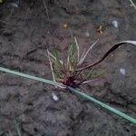 Juncus bulbosus 葉