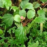 Begonia prismatocarpa Pokrój