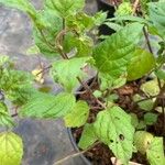 Scutellaria purpurascens Leaf