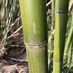 Phyllostachys viridiglaucescens Corteza