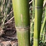 Phyllostachys viridiglaucescens خشب