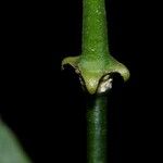 Morisonia discolor Coajă