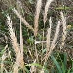 Elymus virginicus Habitus