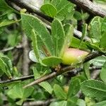 Commiphora madagascariensis Плод