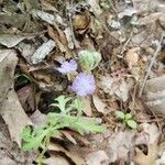 Nemophila phacelioides Цвят