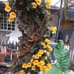 Dendrobium lindleyi Kukka