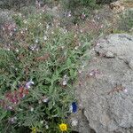 Salvia pomifera Blad