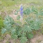 Lupinus cosentinii Лист