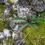 Asplenium ceterach Leaf