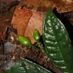Psychotria retrorsipilis