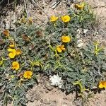 Adesmia minor Hábitos