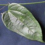 Sicydium schiedeanum Otro