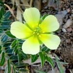 Tribulus terrestris 花