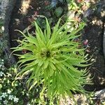 Fritillaria imperialis Hoja