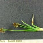 Carex lepidocarpa Egyéb