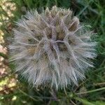 Tragopogon pratensis Fruit