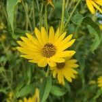 Helianthus maximiliani Leaf