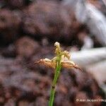 Genoplesium calopterum 花
