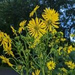 Silphium perfoliatumBlüte