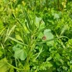 Plantago afra Pokrój