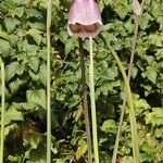 Gladiolus papilio Blodyn