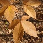 Fagus grandifoliaBlad