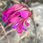 Gladiolus illyricus Blomma