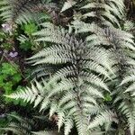 Athyrium niponicum Vekstform