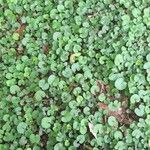 Dichondra microcalyx Habitus