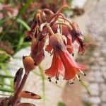 Kalanchoe laxiflora Kvet