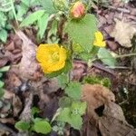 Alectra sessiliflora Flor
