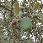 Quercus ilex Fruit