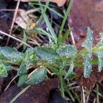 Diatelia tuberaria Likasa