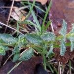 Tuberaria lignosa Blatt